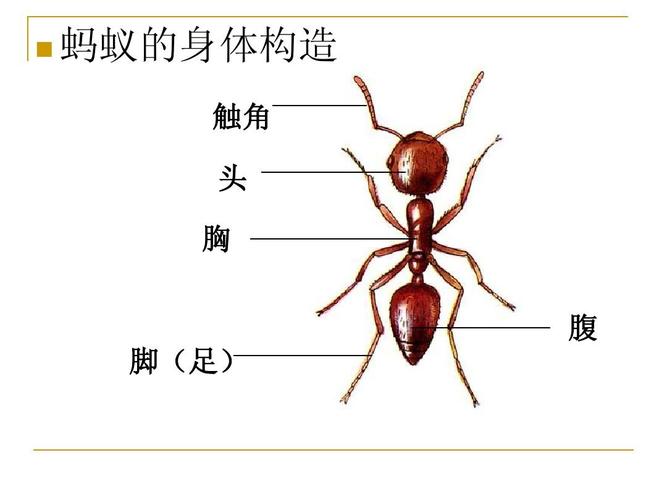 蚂蚁的身体构造 触角 头 胸 腹 脚(足)