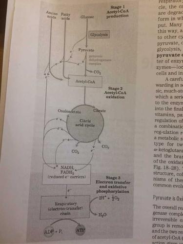 氧化磷酸化抑制剂干扰atp形成,为什么导致电子传递链不能进行?