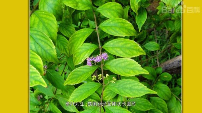 原来小紫珠长这样