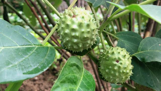 这就是武侠小说里传奇植物曼陀罗虽有毒却还是药材认识吗