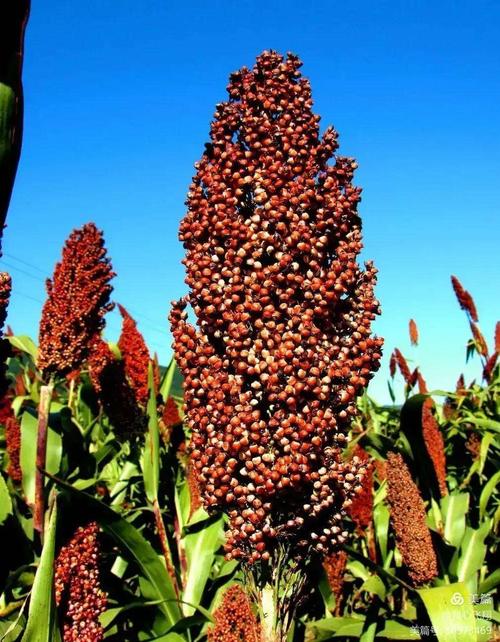 火红的高梁,像无数支火把,映红了北方半边天地.