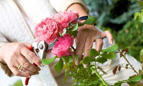 家庭养殖花卉要怎么修剪枝条有哪些操作方式以及技术要点