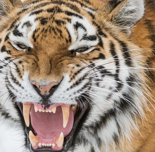 瑞典两雄性老虎为争伴侣雪地激烈争斗4