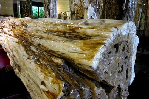 珍宝馆里的树化玉