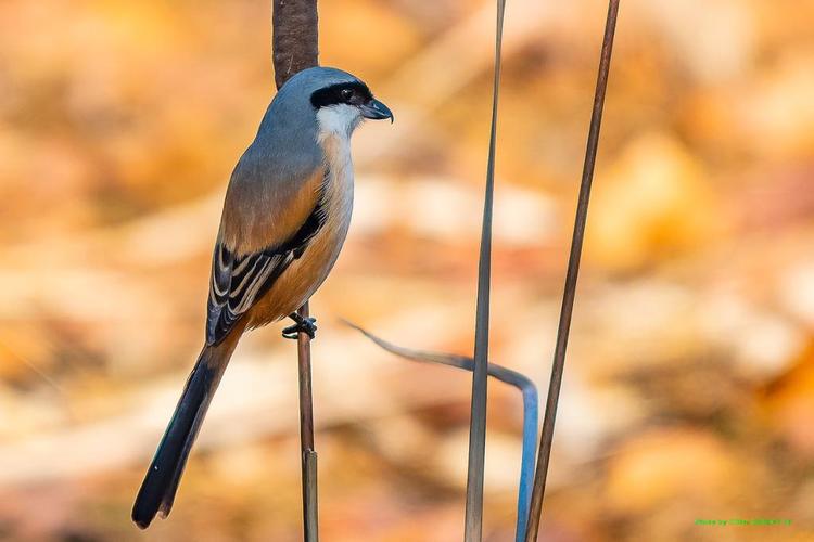 湖边觅食的棕背伯劳.