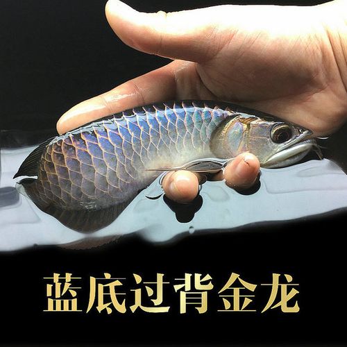 [天艺水族] 高背金龙鱼活体练手龙鱼活体鱼苗小宝石龙鱼蓝底过背金龙
