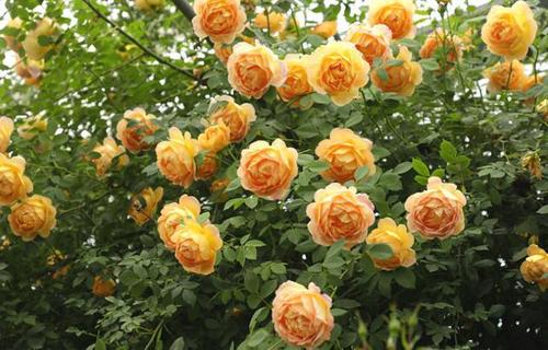 养花选夏洛特夫人花不大却显眼颜值不输龙沙宝石