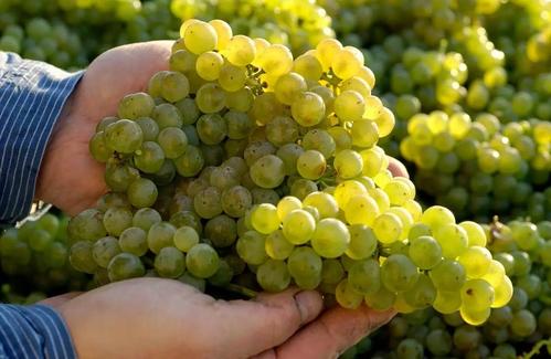 史上规模最大的"德国雷司令餐厅周"现已开放在线预订!