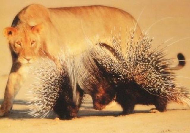 6头狮子包围豪猪,豪猪十分硬气正面硬刚,豪猪:不怕死