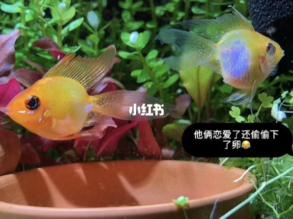 金波子产卵过程_鱼缸_宠物_宠物其他