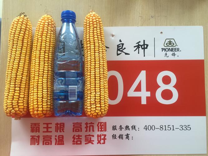 先玉048,棒大不秃尖.