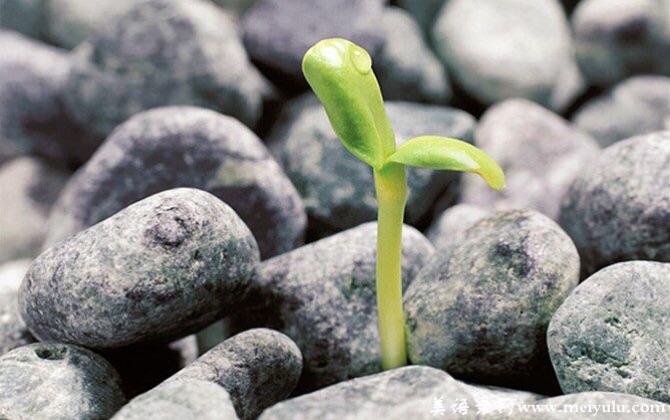 在偏僻的小山丘上,一颗种子随风飘到一块石头缝里,并生了根.