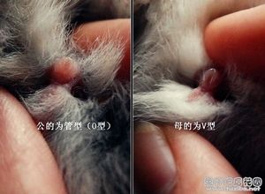 我们兔子有两只,一只是熊猫兔,下面没有蛋蛋 那应该就