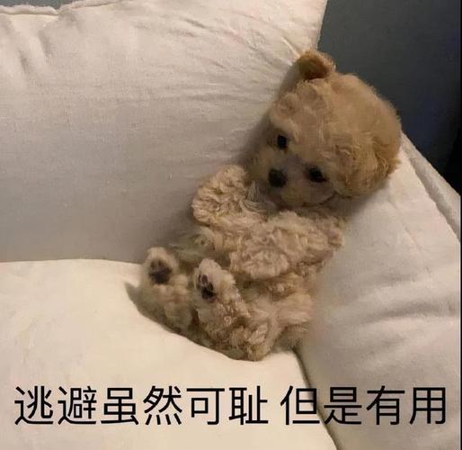 表情包为了狗命睡觉吧