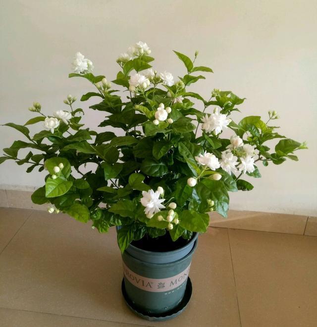 茉莉花界的"王子"—菊花茉莉,花大美丽,浓香四溢,你