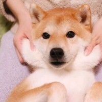 和狗狗穿情侣头像