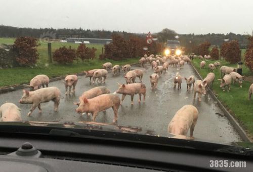 拉猪的车翻了一群猪跑路上造成交通拥堵