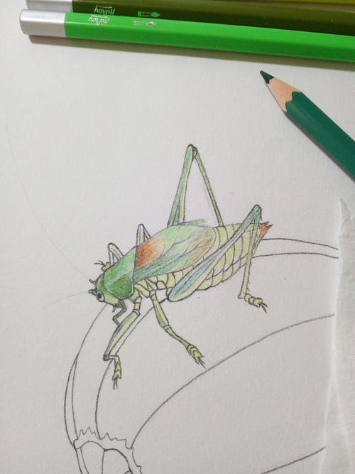 蝈蝈与甜瓜彩铅手绘