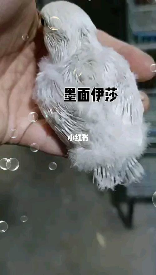 墨面伊莎雏鸟_牡丹_手养牡丹鹦鹉_宠物_宠物其他