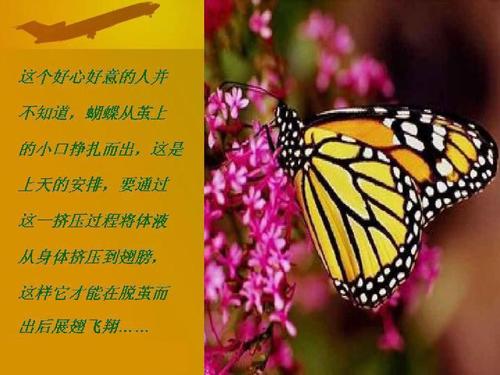 蝴蝶的蜕变