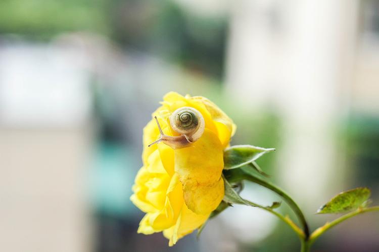 蜗牛哥