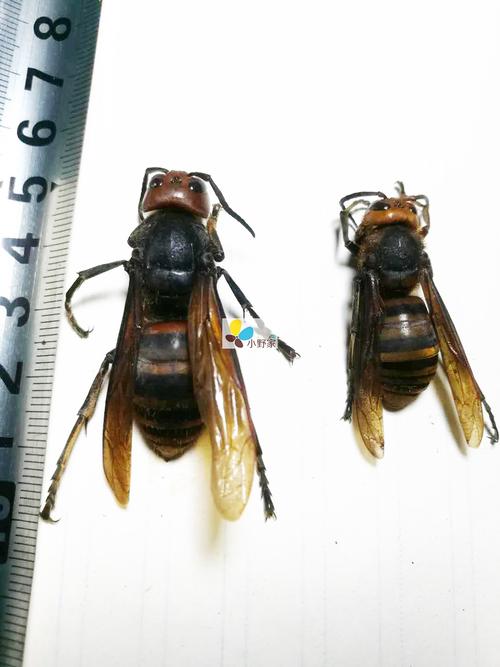 虎头蜂vespa湖北宜城标本类装饰画