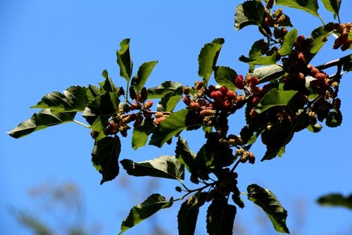 垂枝桑树( morus alba tortuosa)