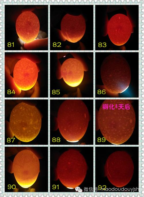 看看它现在是什么样子的~~小鸡的孵化需要21天,每一天对于它来说都是