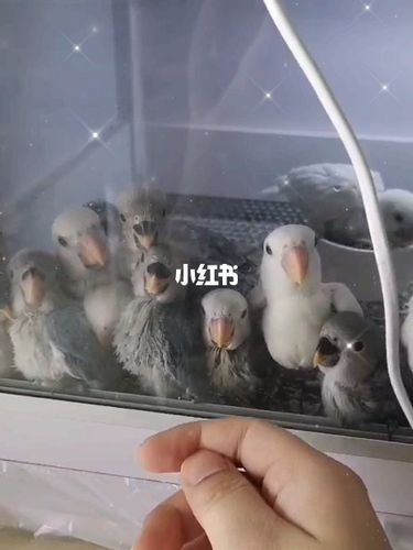 进阶攻略四牡丹鹦鹉雏鸟如何人工手养