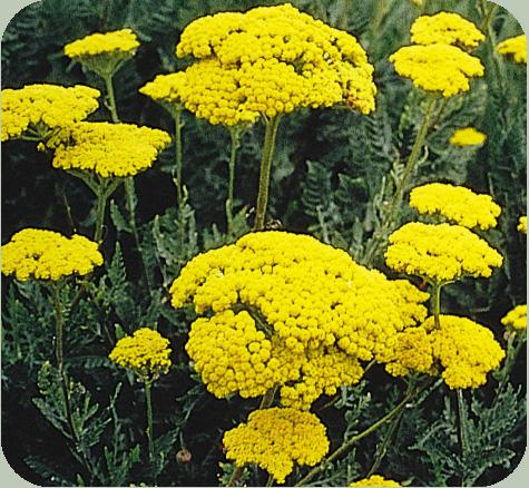 西洋蓍草(yarrow)