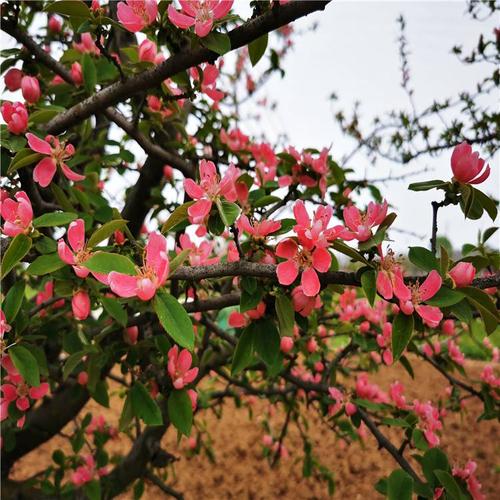苗圃出售木瓜海棠树春可赏花秋可观果花色烂漫果实金黄各种规格木瓜