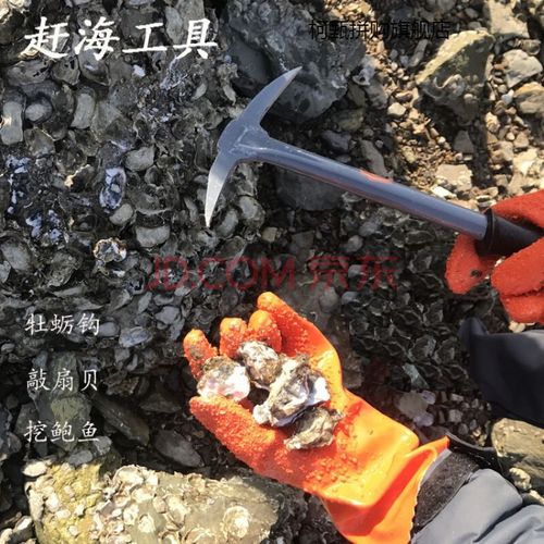 园艺赶海工具挖牡蛎撬生蚝挖蚬子采集礁石贝类敲鲍鱼扇贝小镐海蛎子钩