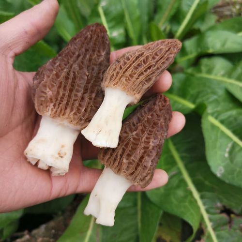 新鲜羊肚菌羊肚菌新鲜蘑菇煲汤食新鲜采摘冷冻保存新鲜羊肚菌