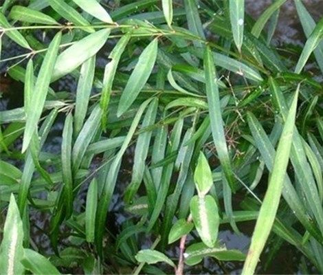 水杨柳的功效与作用