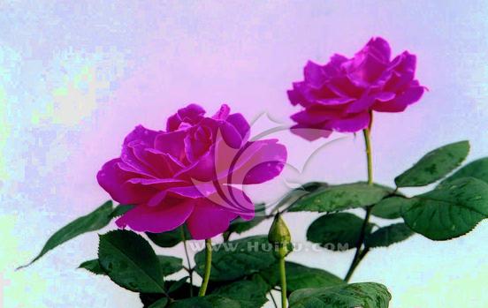 《植物花卉》月季花桌面壁纸