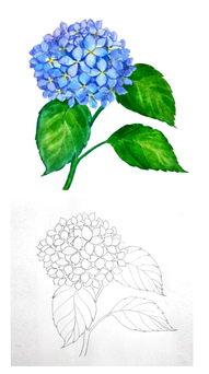 怎么简笔画绣球花