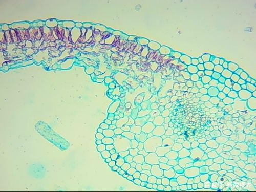 图四:薄荷叶切片标本显微镜下放大100倍