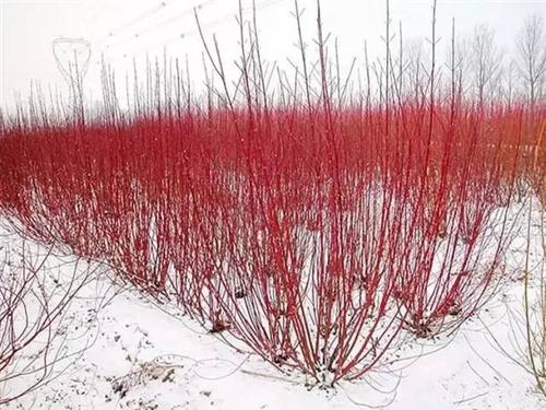 木 火力楠 蒲桃——水石榕 希茉莉 白纸扇——水栀子 白蝴蝶 蛇根草 7