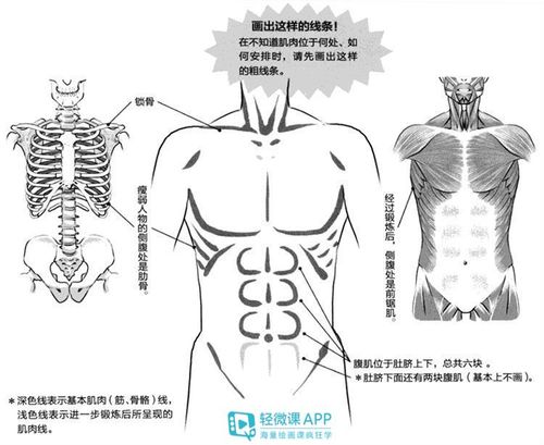 67二次元男性身体结构的画法步骤