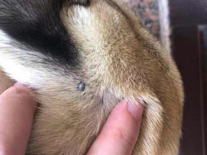 远离蜱虫狗 需要做到哪些?