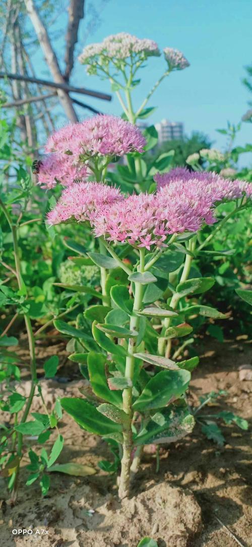 美丽的蝎子花,顾名思义,也就是被蝎子蛰后,涂上他可以止痛.