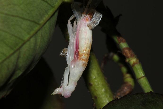 兰花螳螂的蜕皮