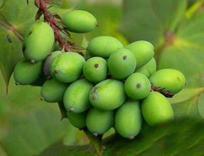 胖大海的功效与作用