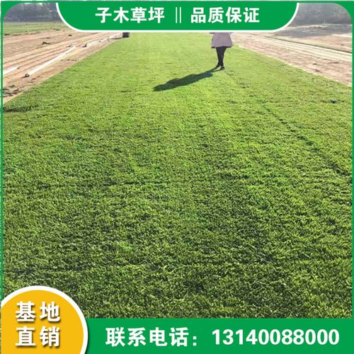 三门峡混播草坪基地信阳百慕大草坪批发焦作混播草坪草皮批发