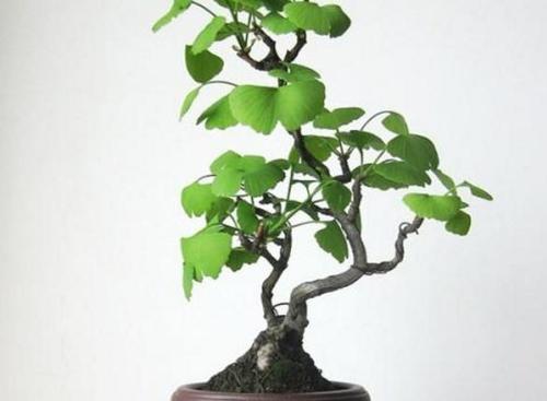 养护银杏盆景造型很关键不懂的朋友看过来值得我们学习
