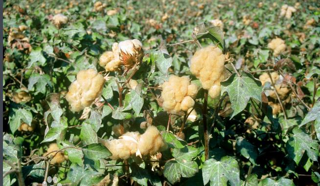 被誉为贵族纤维和植物羊绒的是什么品种的棉花