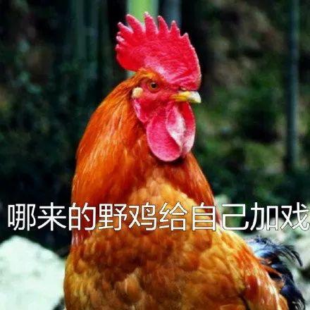 骚鸡表情包