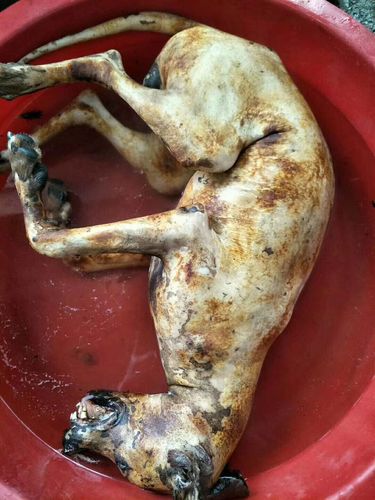 供应本地狗肉,现杀现买