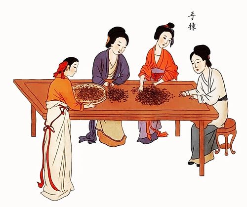 精致手绘祁门红茶传统手工制作流程图