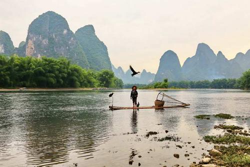 漓江鱼鹰-鸬鹚 漓江渔夫捕鱼 桂林漓江渔火